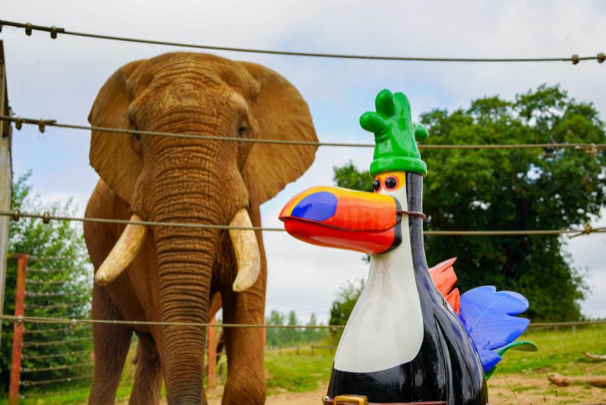 Statue of feathers McGraw dressed as a toucan in front of an african elephant
